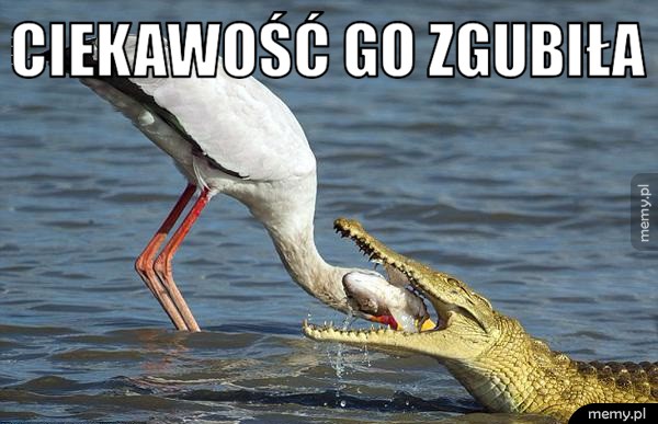 Ciekawość go zgubiła.