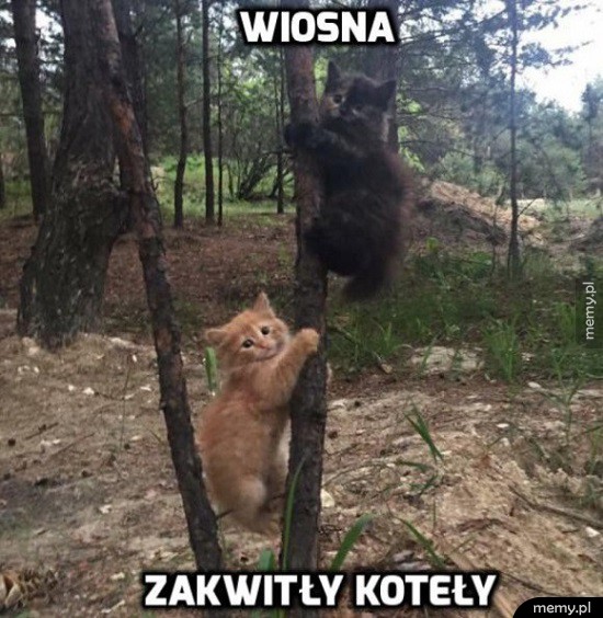 Wiosna