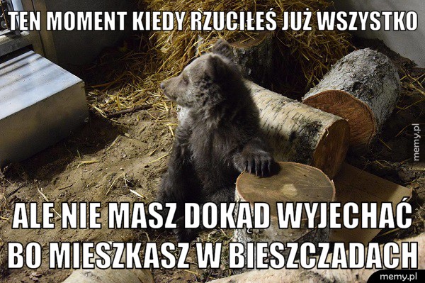 Niedźwiedź zostaje