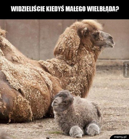 Mały wielbłąd