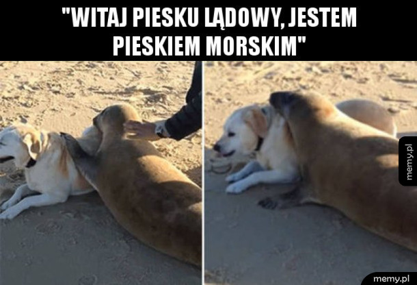 Pieski dwa