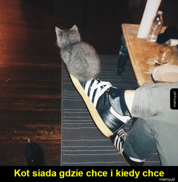 Kotki takie są