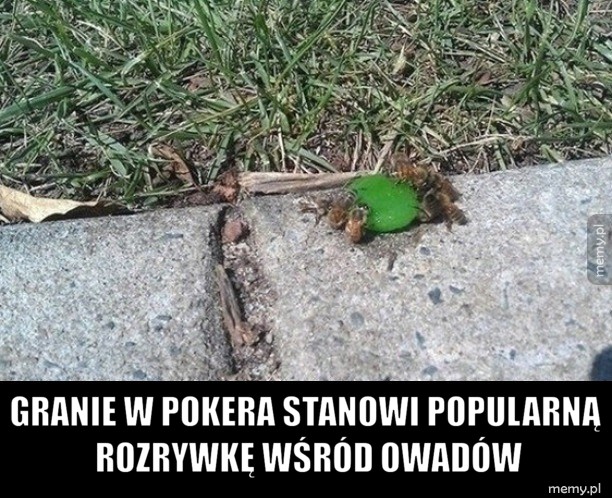 Poker owadów 